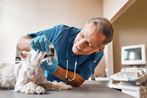 Best Emergency Broken Tooth Repair in Cottage Grove, OR